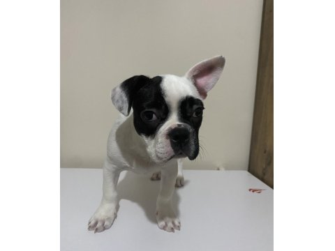 3 Aylık Sağlıklı French Bulldog