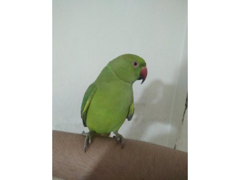 Evcil Pakistan Papağanı