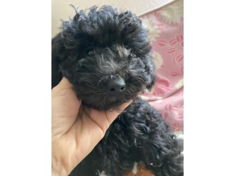 Anne Altından Poodle Yavrular