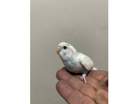 Ele Alışkın 30 Günlük Muhabbet Kuşu