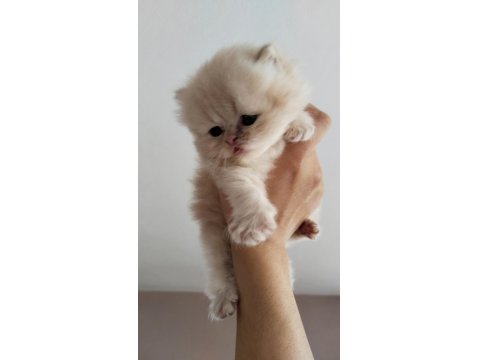 İran Chinchilla Karışımı