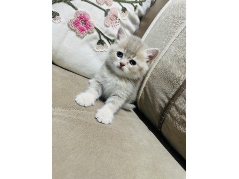 Yavru Kedimize Yuva Arıyoruz