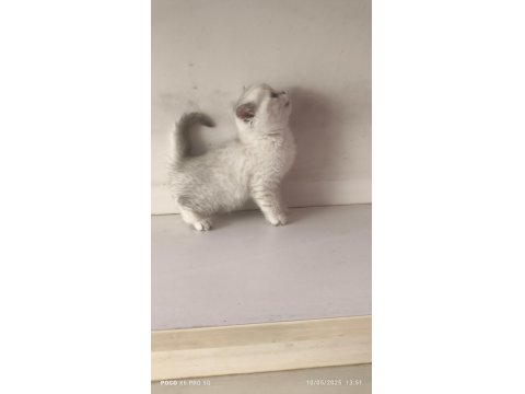 Scottish Lynx Point Dişi Kedimiz