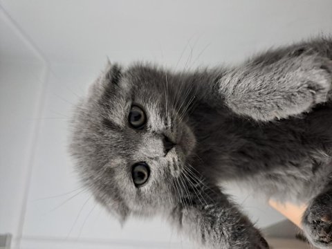 Scottish Fold Yavrularımız Teslime Hazır