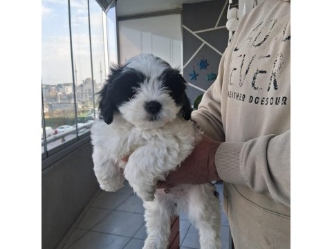 Morkie Özel Irk Yavrular