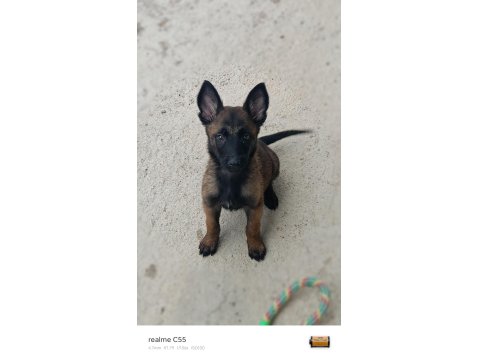 A Kalite Belçika Malinois