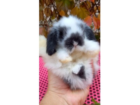 Lop Tavşan 40 Günlük Aşılı