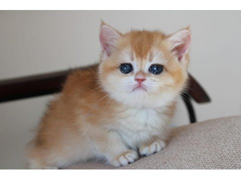 Safkan Şecereli Anne Babadan Golden Ny12 British Shorthair