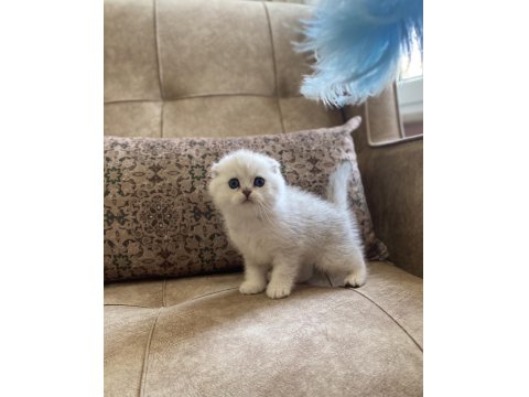 Irk Garantili Şecereli Anne Babanın Scottish Fold Silver Bebeği