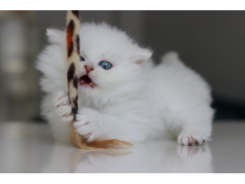 Full Şecereli Babadan Teslime Hazır Erkek British Longhair