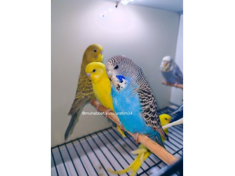 Kuş Malzemeleri Dahil Muhabbet Kuşu