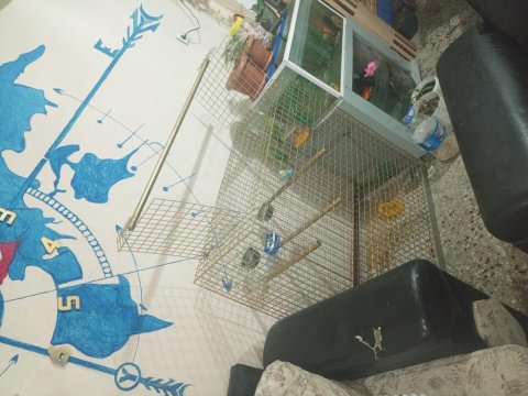 Pakistan Papağanlar