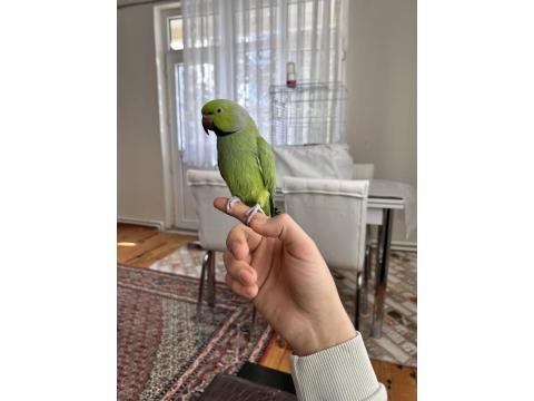 Erkek Pakistan Papağanı