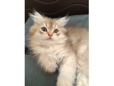 Sürmeli British Longhair Erkek Yavrum