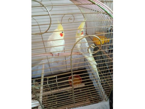 Yumurtalı Çift Sultan Papağanlar