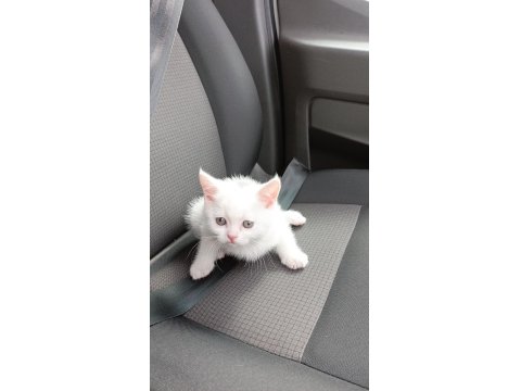 İki Aylık British Shorthair Safkan Cins Acil