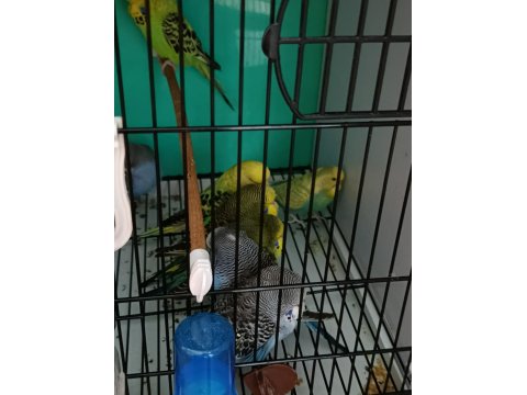 Yeni Yeme Düşmüş Muhabbet Kuşu Yavrular