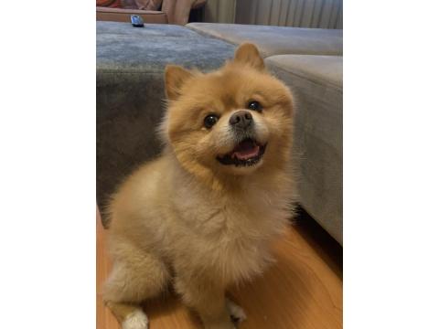 Köpeğimize Çiftleştirmek İçin Dişi Arıyoruz