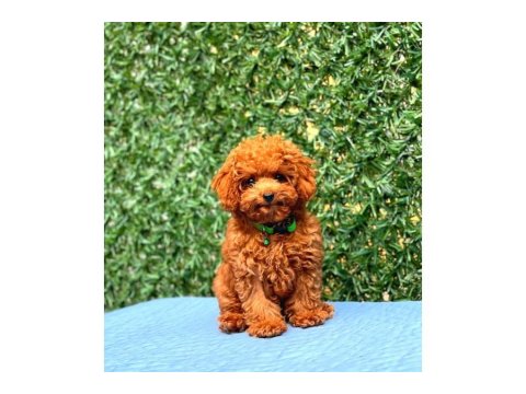 Toy Poodle Cinsi Güzel Yavrularım