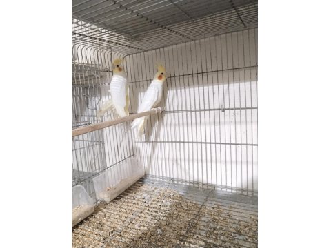 Grey Ve Lutino Erkek Sultan Papağanlar