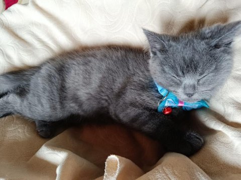 3 Aylık Yavru British Shorthair