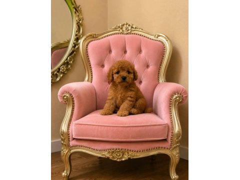 Küçük Şeker Poodle Minikler