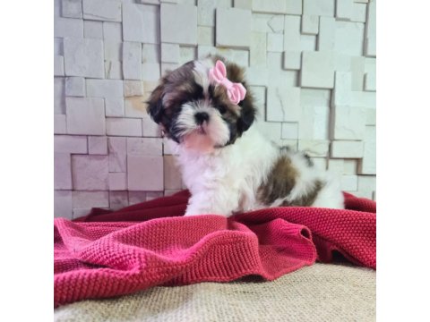 Shih Tzu Yavruları