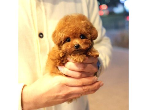Toy Poodle Yavrumuz 0 Teacup