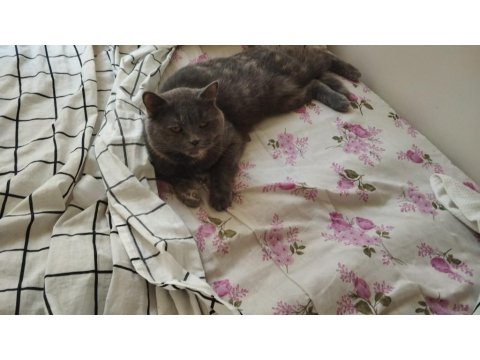 British Shorthair Kedimiz Yumoş