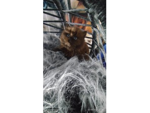 Chocolatte British Longhair Güzellik