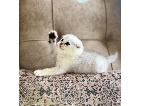 Wcf Kayıtlı Scottish Fold Shorthair Seçkin Ailelere Özel