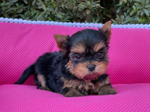Yorkshire Terrier Köpeği Yavruları