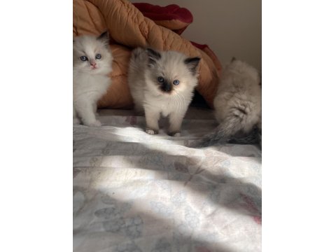 Anne Baba Secereli Ragdoll Yavrular – Blue Mitted, Seal Mitted & Seal Bicolor