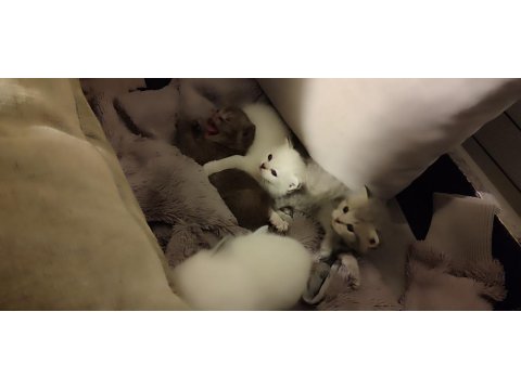 Mavi Gözlü British Longhair Bebişler