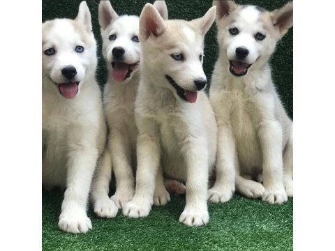 Husky Sibirya Yavruları