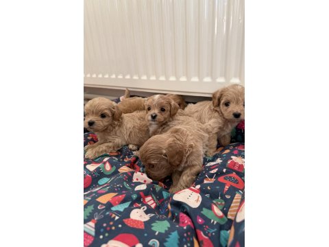 Ev Doğumlu Teacup Maltipoo Yavrular