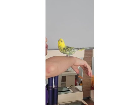 2.5 Yaşında Dişi Rainbow Muhabbet Kuşu