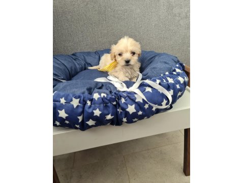Tuvalet Eğitimli Minyatür Maltipoo Minnaklarım
