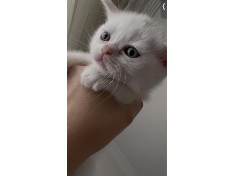 Sahiplendirmeye Hazır 5 Kardeş Kedimiz