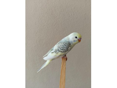 Yeni Yeme Düşmüş Uysal Renk Güzeli Yavru Muhabbet Kuşlar