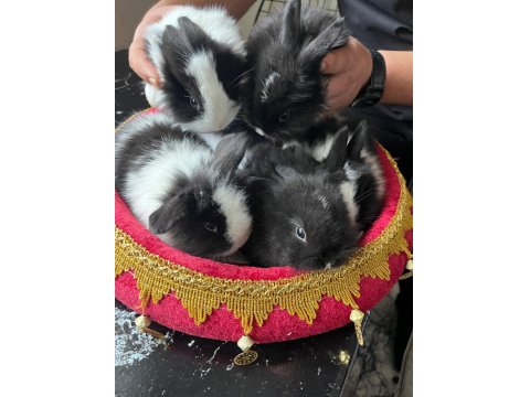 Hollanda Cüce, Yerli Ve Lop Tavşanlar