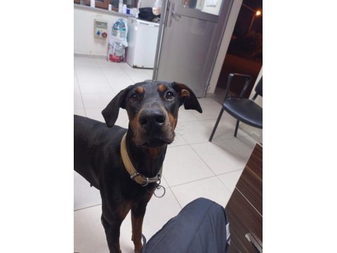 Doberman Yavruları