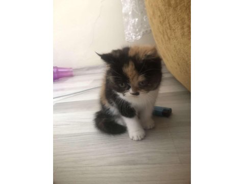 İran Kedisi Yavrularımızın Yeni Ailesi Olmak İster Misin