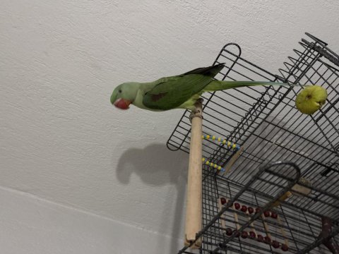 4.5 Aylık Erkek Jumbo Alexander Papağanı