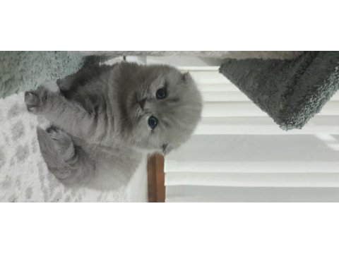 2 Gri British Longhair 40 Günlük