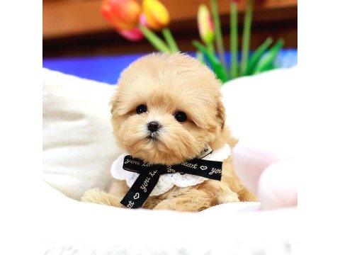 Toy Poodle Birbirinden Güzel Köpekler