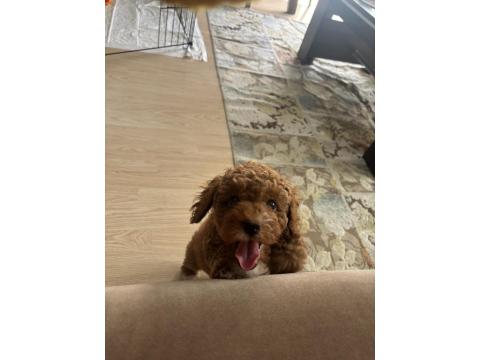 2 Aylık Sevimli Toy Poodle