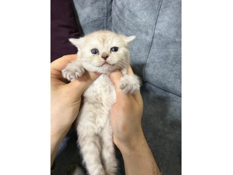 2 Aylık British Yavrularımız Yuvasını Arıyor