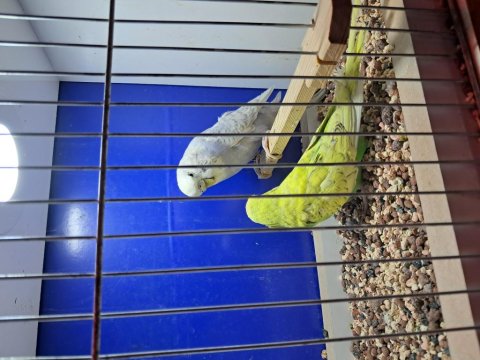 Show Çift Veya Tek Muhabbet Kuşu