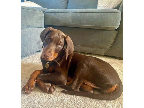 Efsane Doberman Köpeği Bebekler